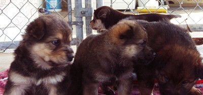 pups 5